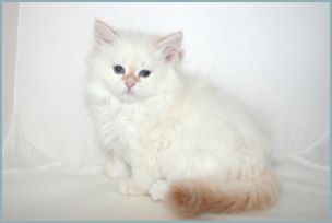 Male Siberian Kitten from Deedlebug Siberians